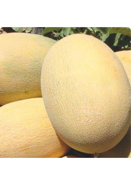 Kavun Tohumu Ananas - 25 G. (~ 350 Tohum)