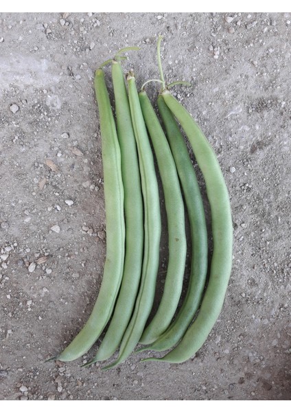Fasulye Tohumu Amerikan - 50 G (~ 150 Tohum)