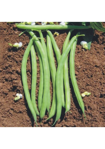 Fasulye Tohumu Tegen ( Oturak ) - 10 kg