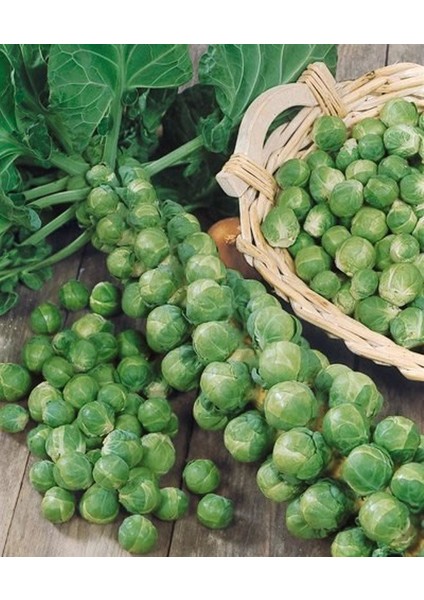 Brüksel Lahanası Tohumu 0,35 G. (~ 85 Tohum)