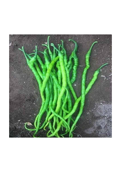 Biber Tohumu Kıl Tatlı 25 G. (~ 2000 Tohum)