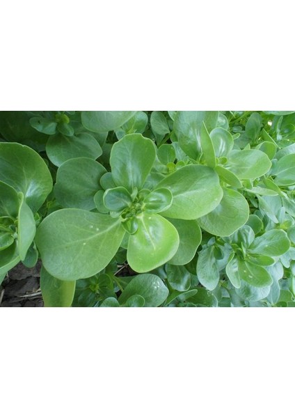 Semizotu Tohumu Toros Nazlısı - 5g (~ 1500 Tohum)