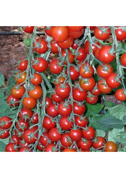 Ata Tohumculuk 30  Tohum Eko Paket Nadir Ithal Pinpon Domates Tohumu Yeni Sezon