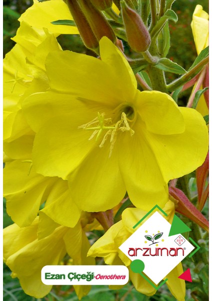 Ezan Çiçeği (Oenothera) Çiçek Tohumu 100 Adet