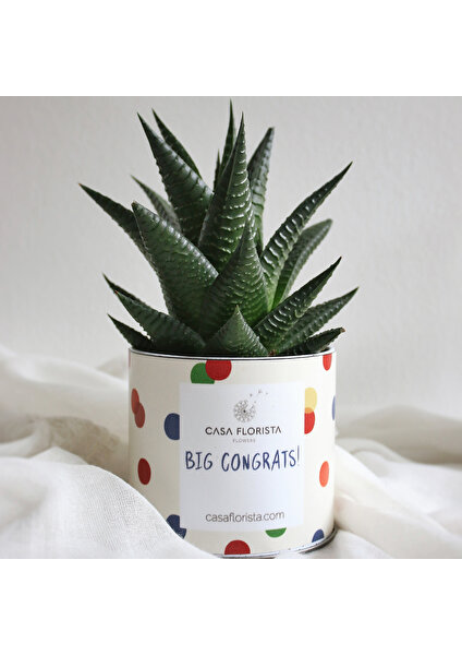 Casa Florista Haworthia - "big Congrats" Baskılı Özel Saksıda