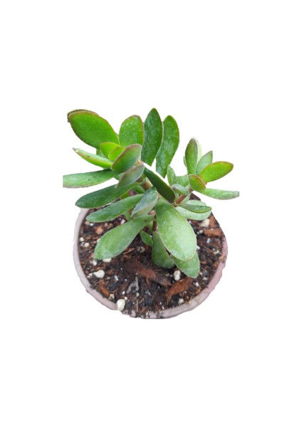 Gerçek Para Ağacı Çiçeği 10/15 cm Bol Dallı Sarkıcı Tür Crassula Ovata Şans Bereket Çiçeği