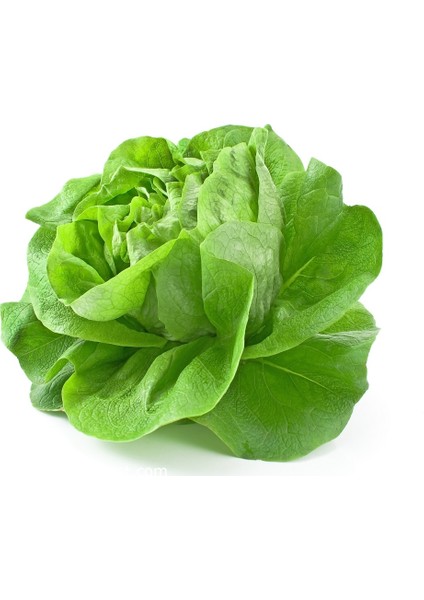 Butterhead Marul Sebze Tohumu 20 'li Saksı Torf