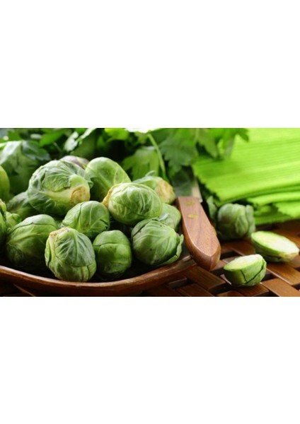 Brüksel Lahanası Sebzesi Tohumu 20 'li Saksı Torf