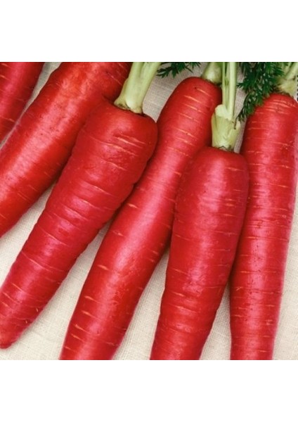 Kırmızı Havuç Sebze Tohumu 20 'li Saksı Torf
