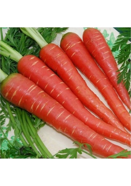 Kırmızı Havuç Sebze Tohumu 20 'li Saksı Torf fiyatları
