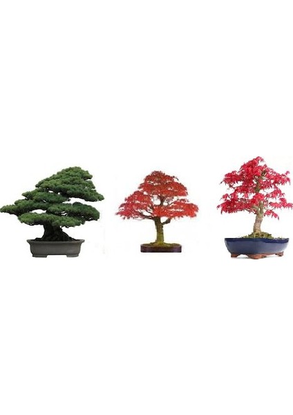 Ithal 3 Farklı Bonzai Ağacı Tohumu Ekim Seti Selvi Çınar Acer Rubrum Bonsai Ağacı Tohumu Saksı Toprak Kombin