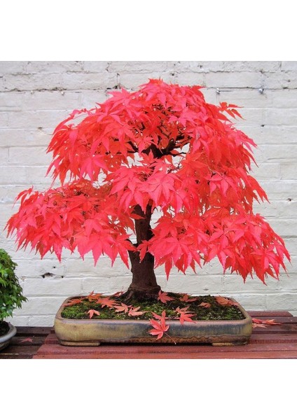 Ithal 3 Farklı Bonzai Ağacı Tohumu Ekim Seti Selvi Çınar Acer Rubrum Bonsai Ağacı Tohumu Saksı Toprak Kombin modelleri