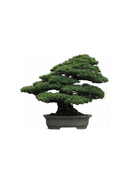 Ithal 3 Farklı Bonzai Ağacı Tohumu Ekim Seti Selvi Çınar Acer Rubrum Bonsai Ağacı Tohumu Saksı Toprak Kombin fırsatları