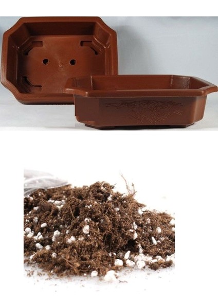 Ithal 3 Farklı Bonzai Ağacı Tohumu Ekim Seti Selvi Çınar Acer Rubrum Bonsai Ağacı Tohumu Saksı Toprak Kombin indirimleri