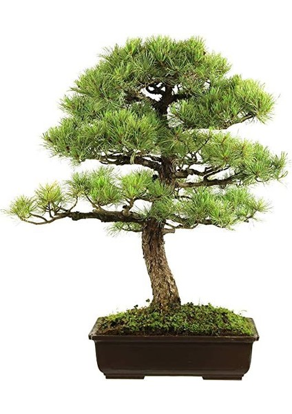 Bodur Supressus Bonzai Ağacı Tohumu 5 Tohum Bonsai Tohumu