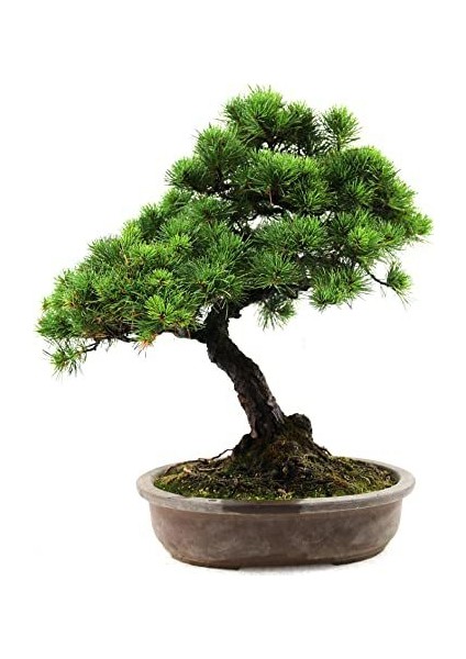 Bodur Supressus Bonzai Ağacı Tohumu 5 Tohum Bonsai Tohumu