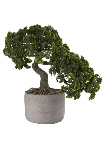 Bodur Supressus Bonzai Ağacı Tohumu 5 Tohum Bonsai Tohumu