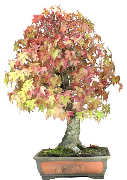 Bodur Liquidambar Bonzai Ağacı Tohumu 5 Tohum Bonsai Tohumu