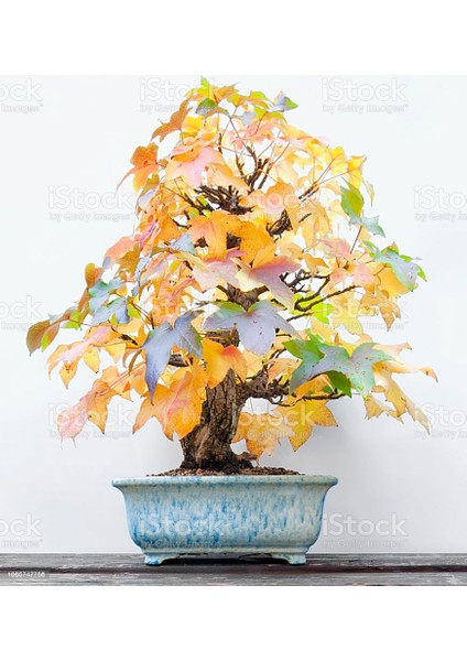 Bodur Liquidambar Bonzai Ağacı Tohumu 5 Tohum Bonsai Tohumu