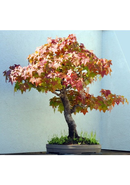 Bodur Liquidambar Bonzai Ağacı Tohumu 5 Tohum Bonsai Tohumu