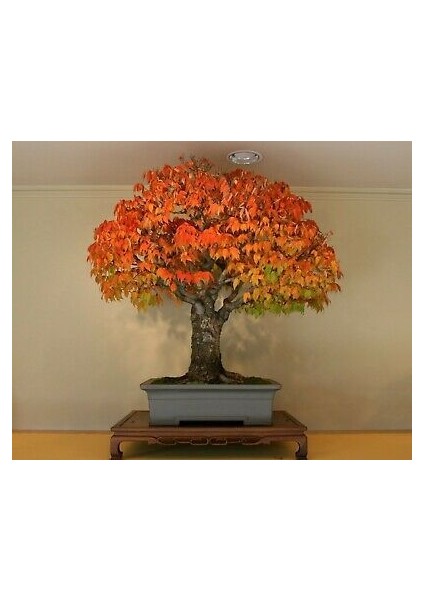 Bodur Liquidambar Bonzai Ağacı Tohumu 5 Tohum Bonsai Tohumu