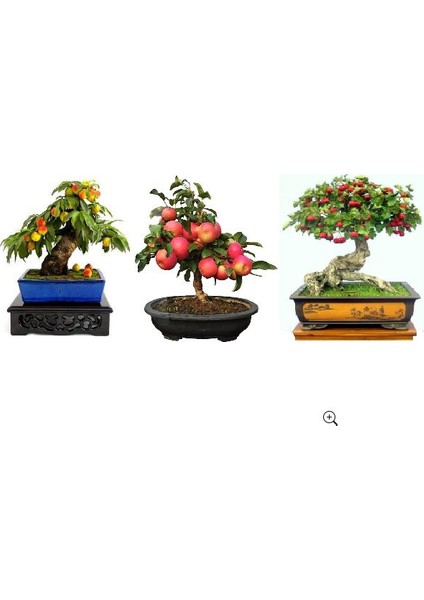 Ithal 3 Farklı Bonzai Ağacı Tohumu Ekim Seti Alıç Elma Şeftali Bonsai Ağacı Tohumu Saksı Toprak Kombin