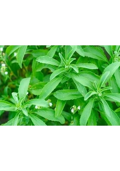 Nadir Ithal Stevia Tohumu Şekerotu Tohumu Şeker Otu Tohumu fiyatları