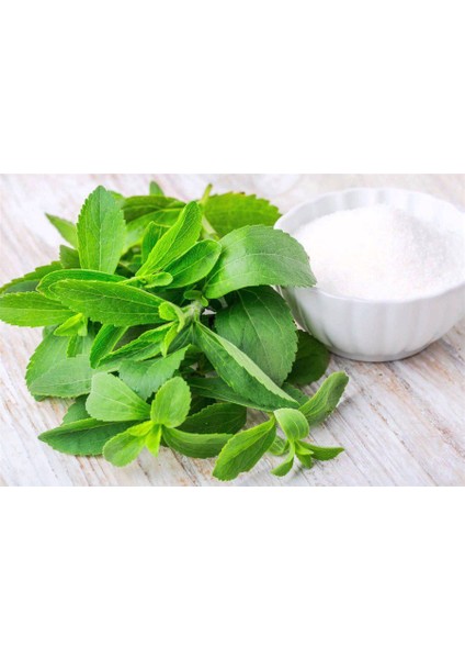 Nadir Ithal Stevia Tohumu Şekerotu Tohumu Şeker Otu Tohumu modelleri