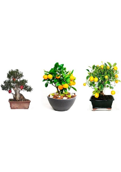 Çam Tohum Ithal 3 Farklı Bonzai Ağacı Tohumu Ekim Seti Portakal Nar Kayısı Bonsai Ağacı Tohumu Saksı Toprak Kombin