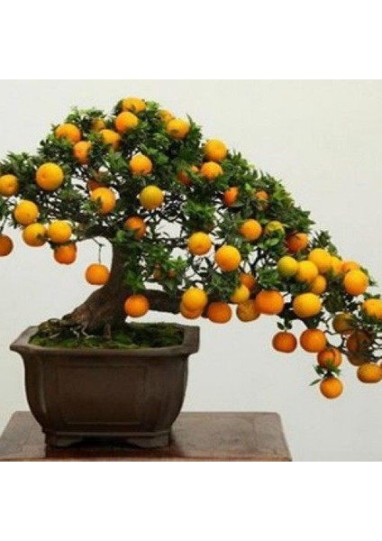 Çam Tohum Ithal 3 Farklı Bonzai Ağacı Tohumu Ekim Seti Portakal Nar Kayısı Bonsai Ağacı Tohumu Saksı Toprak Kombin modelleri