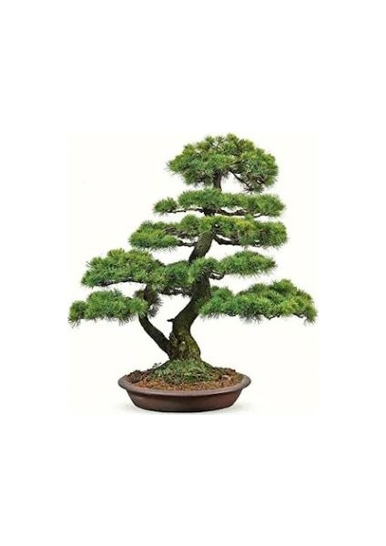 Bodur Karaçam Bonsai Ağacı Tohumu 5 Tohum Bonzai Ağacı Tohumu