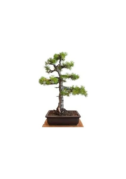 Bodur Karaçam Bonsai Ağacı Tohumu 5 Tohum Bonzai Ağacı Tohumu