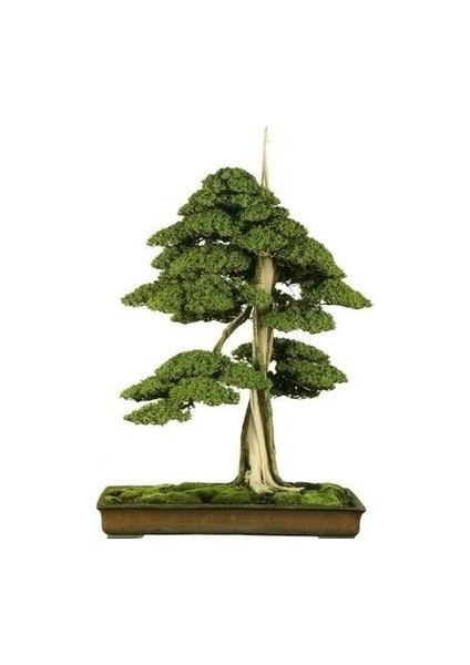 Bodur Karaçam Bonsai Ağacı Tohumu 5 Tohum Bonzai Ağacı Tohumu