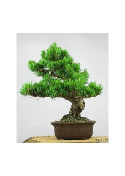 Bodur Karaçam Bonsai Ağacı Tohumu 5 Tohum Bonzai Ağacı Tohumu