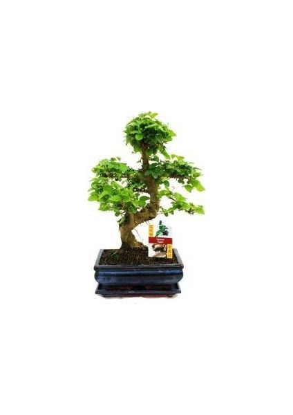 Bodur Beyaz Dut Bonzai Ağacı Tohumu 5 Tohum Bonsai Tohumu