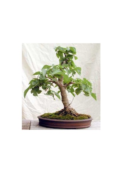 Bodur Beyaz Dut Bonzai Ağacı Tohumu 5 Tohum Bonsai Tohumu