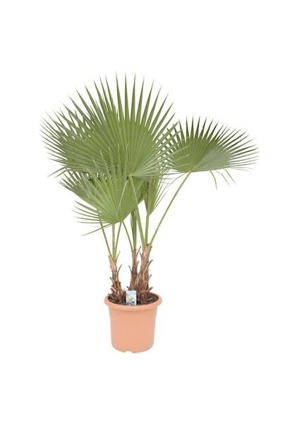 Washingtonia Robusta Palmiye Ağacı Tohumu Ekim Seti 3 Tohum Saksı Toprak Kombin fiyatları