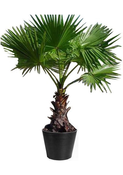 Washingtonia Robusta Palmiye Ağacı Tohumu Ekim Seti 3 Tohum Saksı Toprak Kombin modelleri