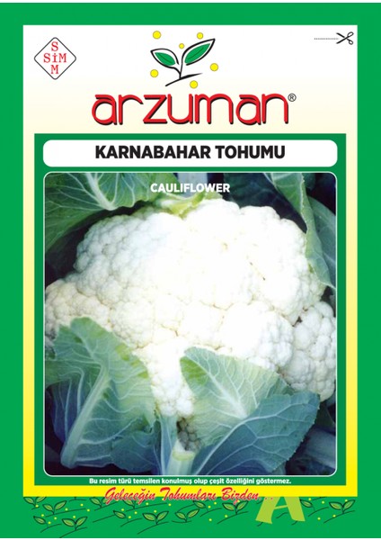 Karnabahar Tohumu