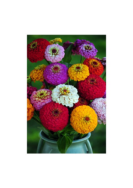 life 30 Adet Rengarenk Zinnia Çiçeği Tohumu