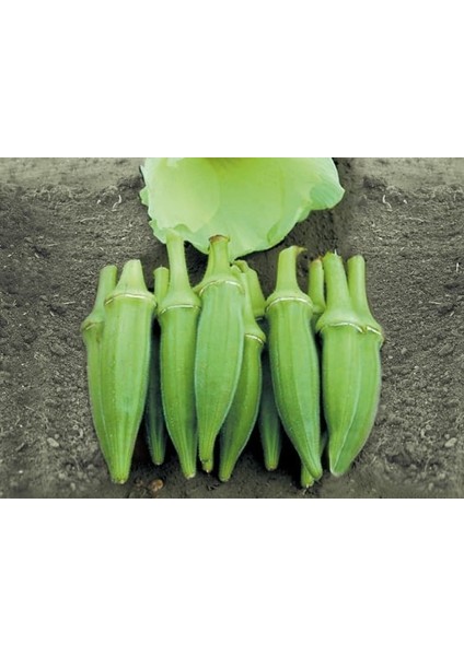 20 Adet Tohum Sultani Bamya Tohumu Saksı Toprak Yeni Mahsül