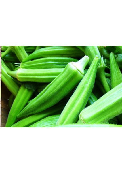 20 Adet Tohum Sultani Bamya Tohumu Saksı Toprak Yeni Mahsül fiyatları