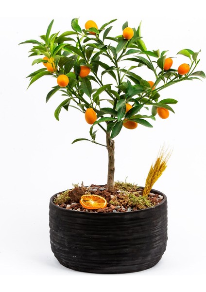 Murat Tohum Kamkat Meyvesi Tohumu Kumkuat Meyvesi Tohumu 5 Adet Tohum