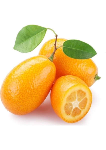 Murat Tohum Kamkat Meyvesi Tohumu Kumkuat Meyvesi Tohumu 5 Adet Tohum fiyatları