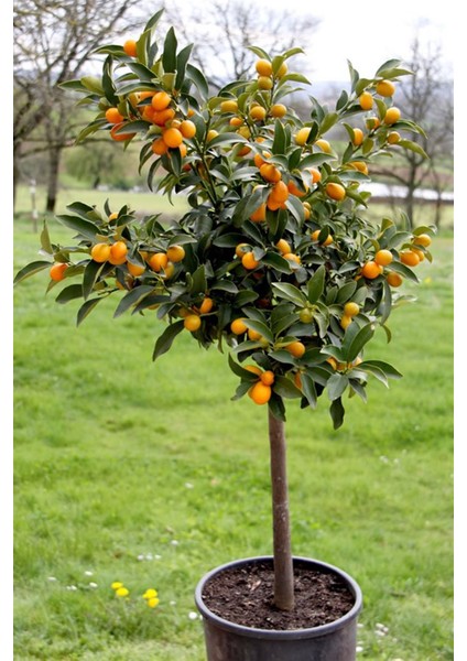 Murat Tohum Kamkat Meyvesi Tohumu Kumkuat Meyvesi Tohumu 5 Adet Tohum fırsatları