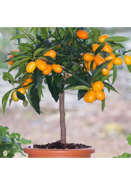 Murat Tohum Kamkat Meyvesi Tohumu Kumkuat Meyvesi Tohumu 5 Adet Tohum indirimleri