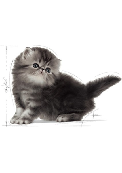 Kitten Persian Kuru Yavru Kedi Maması 2 kg