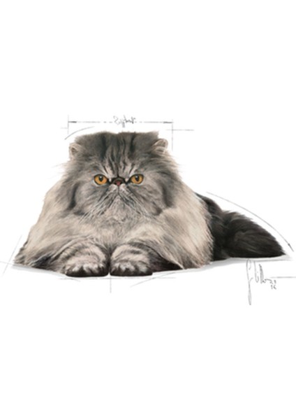 Persian Yetişkin Kedi Maması 2 kg