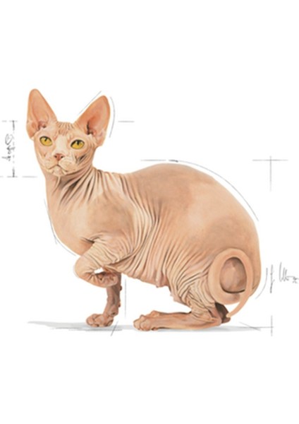 Sphynx Yetişkin Kedi Maması 2 kg