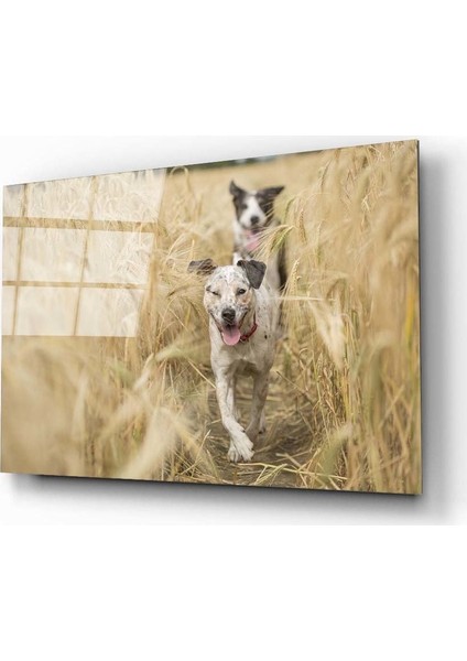 Köpek 2 Cam Tablo